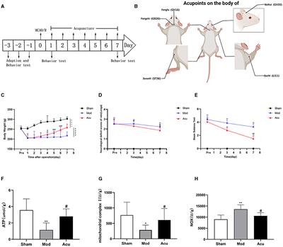 Acupuncture modulates the AMPK/PGC-1 signaling pathway to facilitate mitochondrial biogenesis and neural recovery in ischemic stroke rats